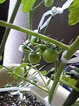 tomato0801_08.jpg